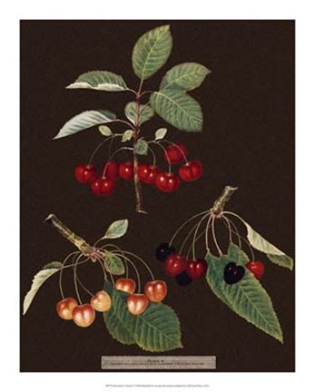 Framed Cherries Print