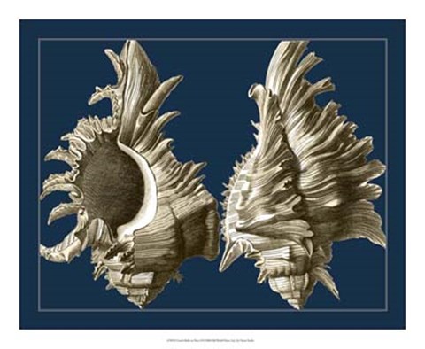 Framed Conch Shells on Navy II Print