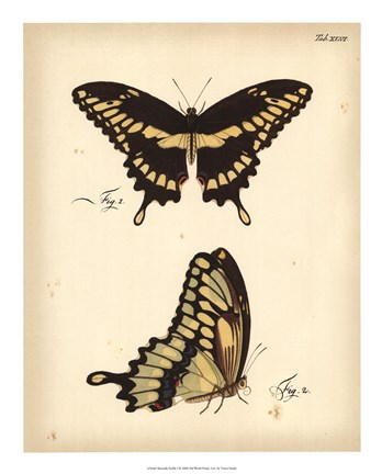 Framed Butterfly Profile I Print