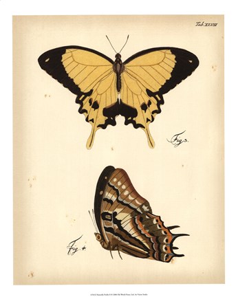 Framed Butterfly Profile II Print