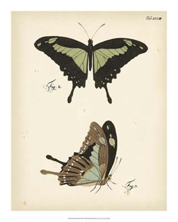 Framed Butterfly Profile III Print