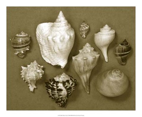 Framed Shell Collector Series I Print