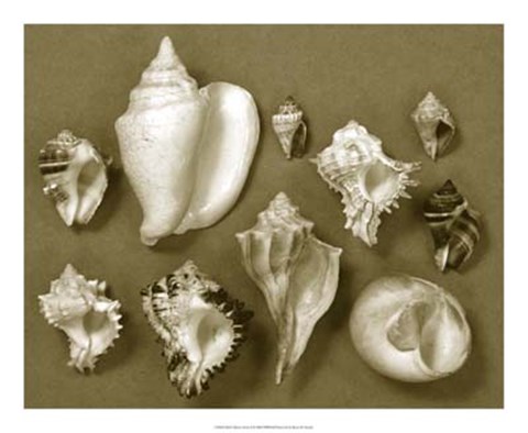 Framed Shell Collector Series II Print