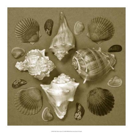 Framed Shell Collector Series IV Print