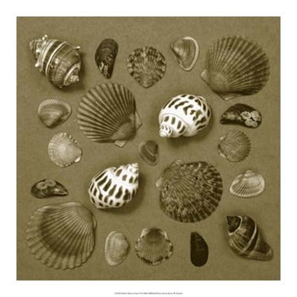 Framed Shell Collector Series V Print