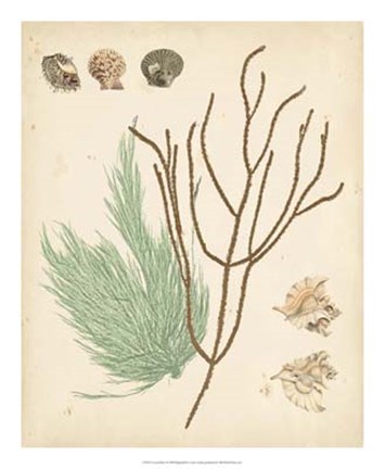 Framed Coastal Relic I Print