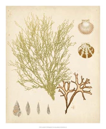 Framed Coastal Relic II Print