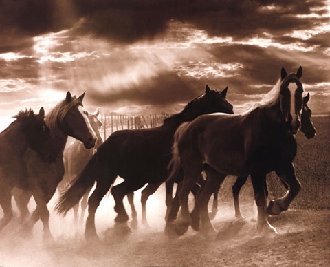 Framed Running Horses &amp; Sunbeams Print