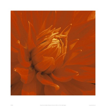 Framed Dahlia Print