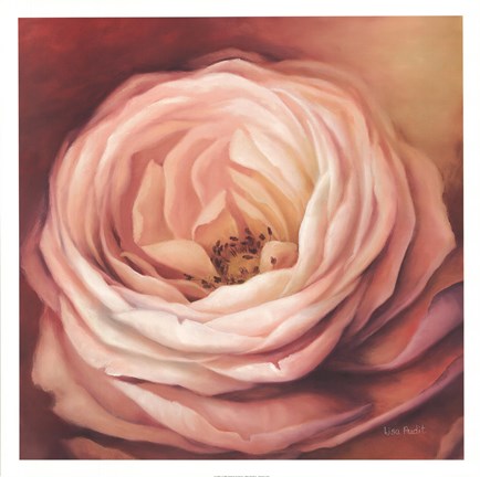 Framed Rose Portrait Print