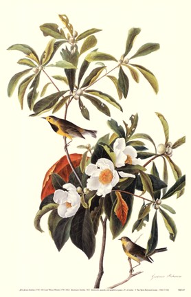 Framed Bachman&#39;s Warbler Print