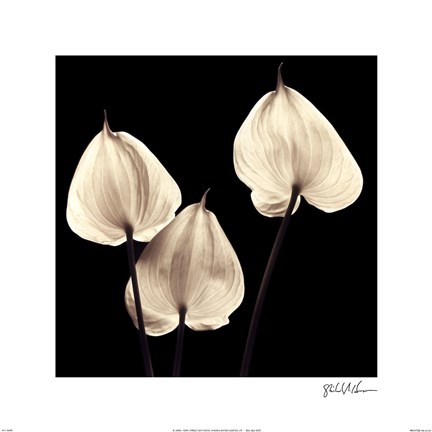 Framed Three Tropicals Print