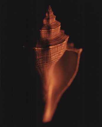 Framed Proteus Shell XII Print