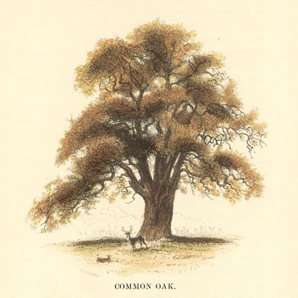 Framed Common Oak Print