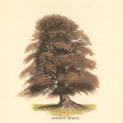 Framed Common Beech Print