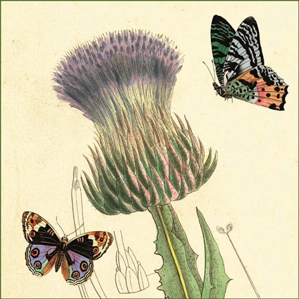 Framed Field Thistle Print