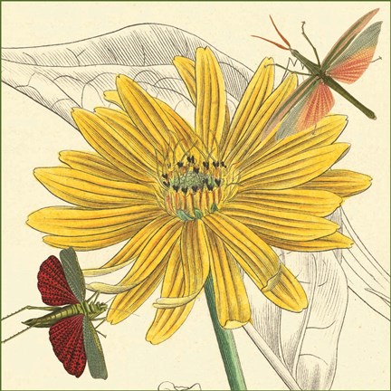 Framed Indian Cup Print