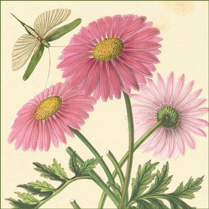 Framed Pink Gerber Print