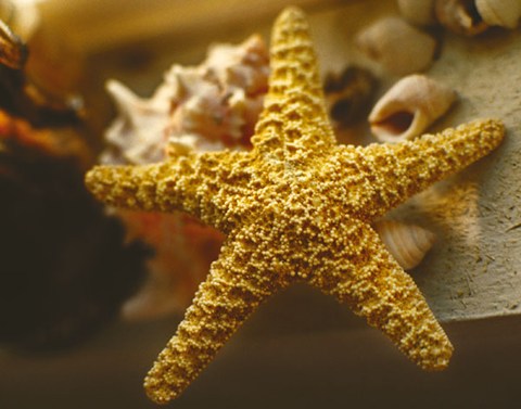 Framed Starfish I Print
