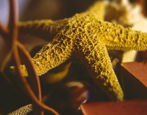 Framed Starfish IV Print