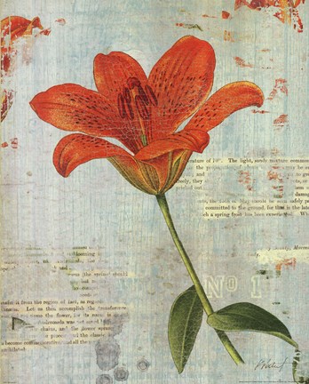 Framed Spring Lily I Print