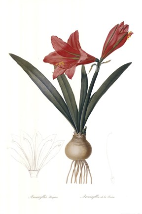 Framed Amarylis Regina Print