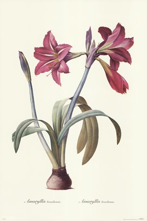 Framed Amaryllis Brasiliensis Print