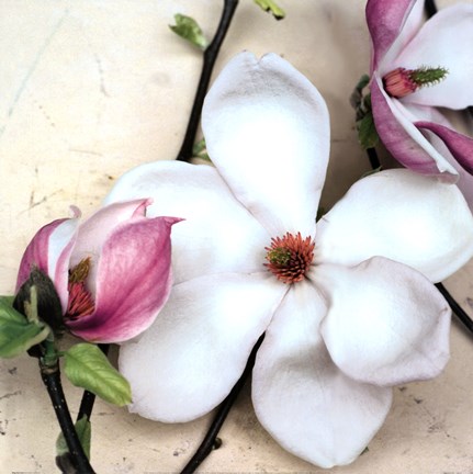 Framed Magnolia Diva I Print