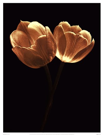 Framed Illuminated Tulips II Print