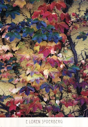 Framed Variegation of the Vines II Print