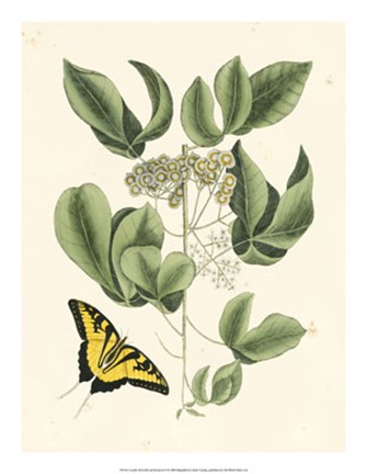 Framed Butterfly and Botanical II Print