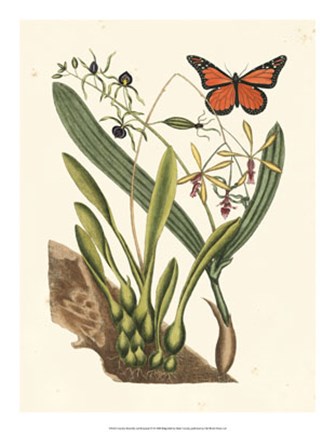 Framed Butterfly and Botanical IV Print