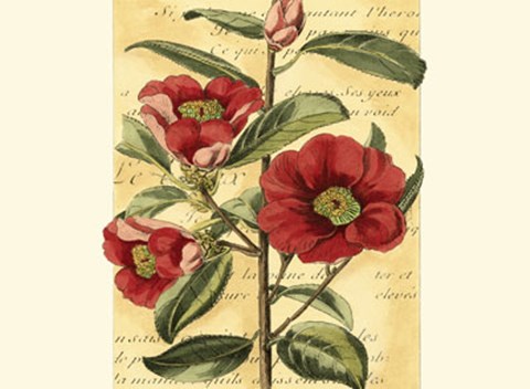 Framed French Camelia Print