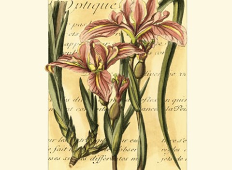 Framed French Iris Print