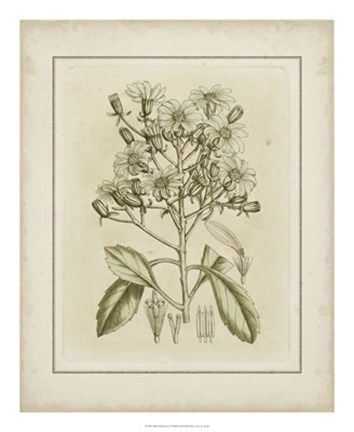 Framed Tinted Botanical I Print