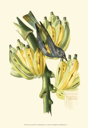 Framed Cuvier Exotic Birds VII Print
