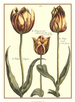 Framed De Passe Tulipa II Print