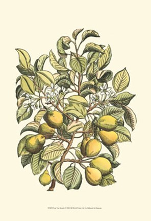 Framed Pear Tree Branch Print