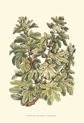 Framed Fig Tree Branch Print