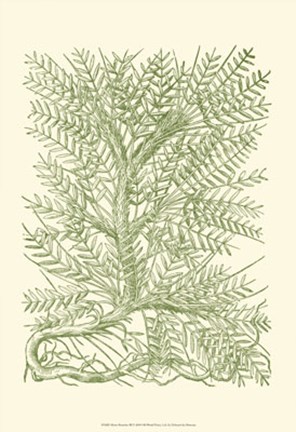 Framed Mossy Branches III Print