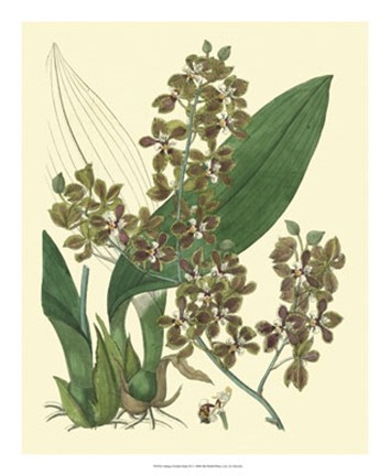 Framed Antique Orchid Study III Print