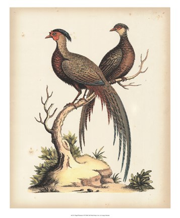 Framed Regal Pheasants II Print