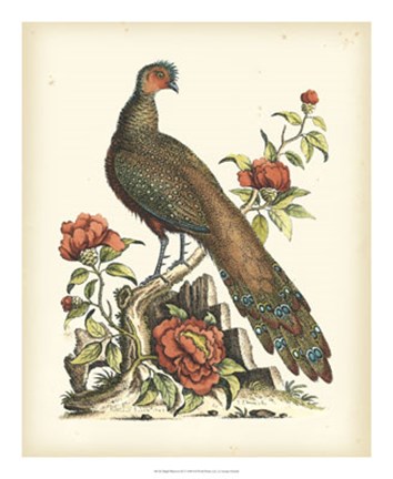 Framed Regal Pheasants III Print