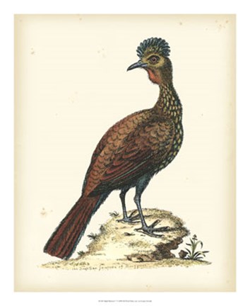 Framed Regal Pheasants V Print