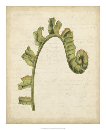 Framed Fiddlehead Ferns III Print