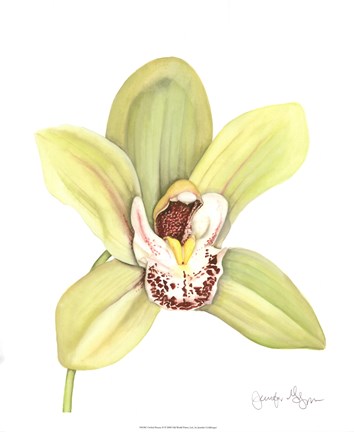 Framed Orchid Beauty II Print