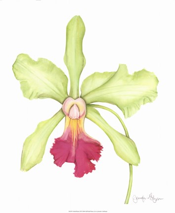 Framed Orchid Beauty III Print