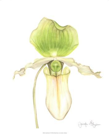 Framed Orchid Beauty IV Print