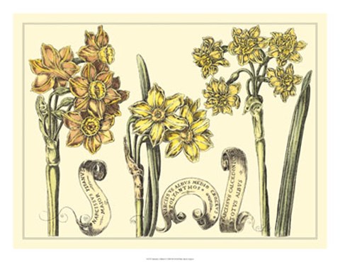Framed Narcissus in Bloom I Print