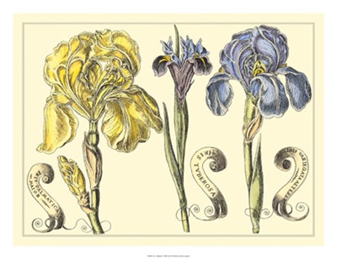 Framed Iris in Bloom I Print